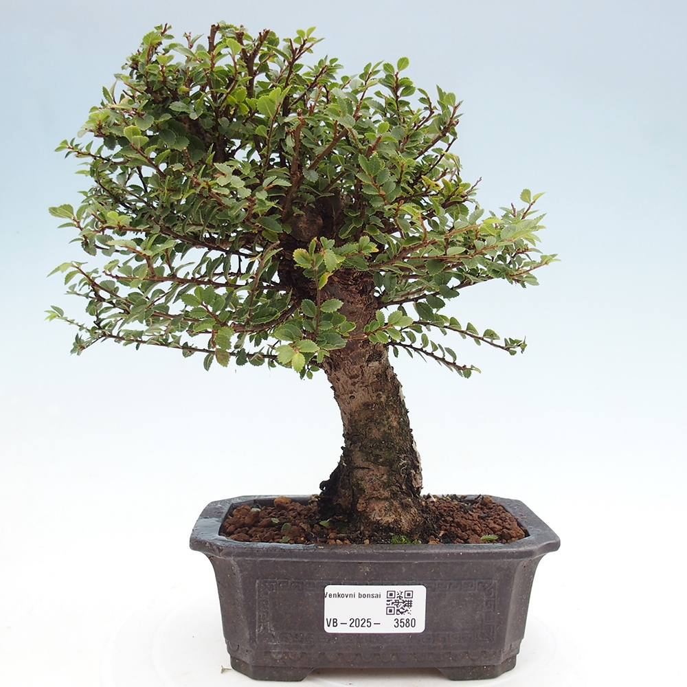 Kültéri bonsai - Ulmus parvifolia Hokkaido - Kínai szil - Ulmus parvifolia Hokkaido