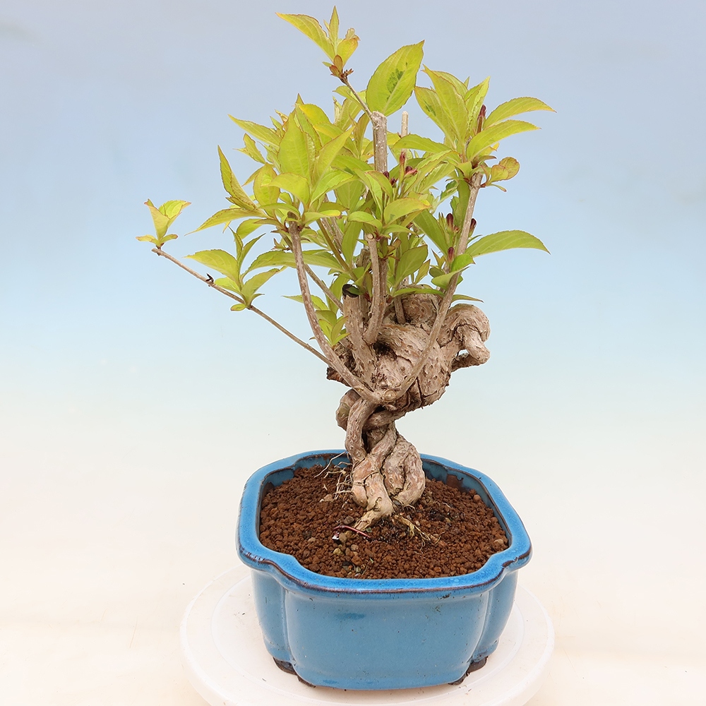 Kültéri bonsai – Weigela subsessilis – Koreai vajgélia