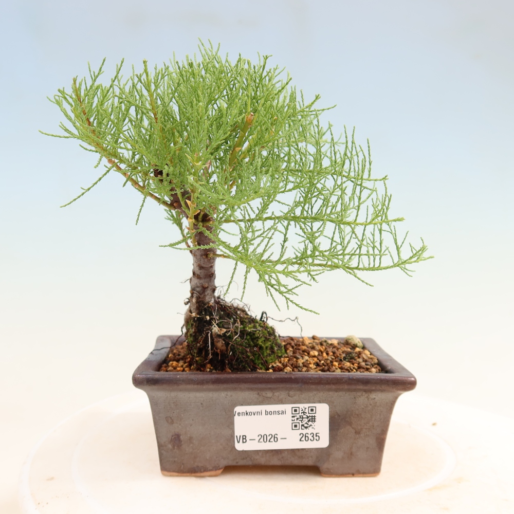 Kültéri bonsai - Tamariszkusz - Tamarix