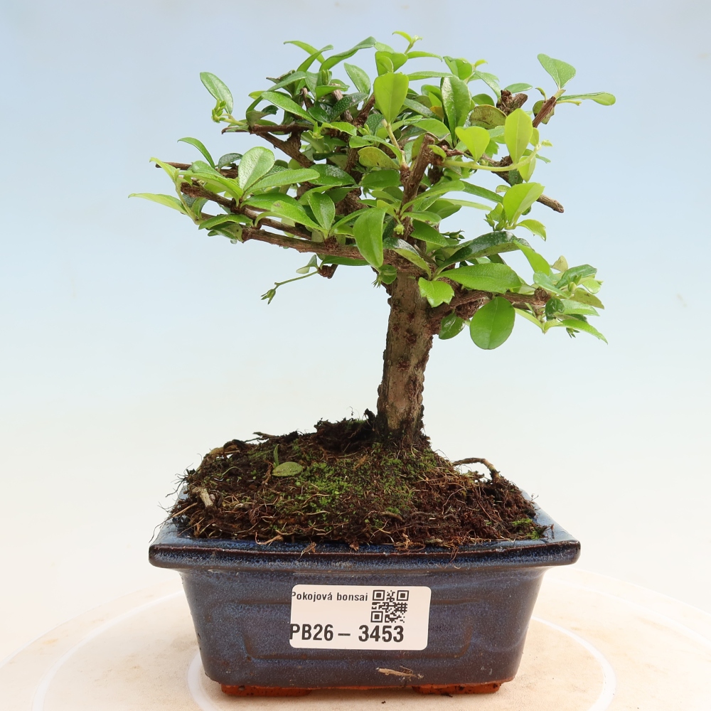 Szobai bonsai - Carmona macrophylla - Tea fuki