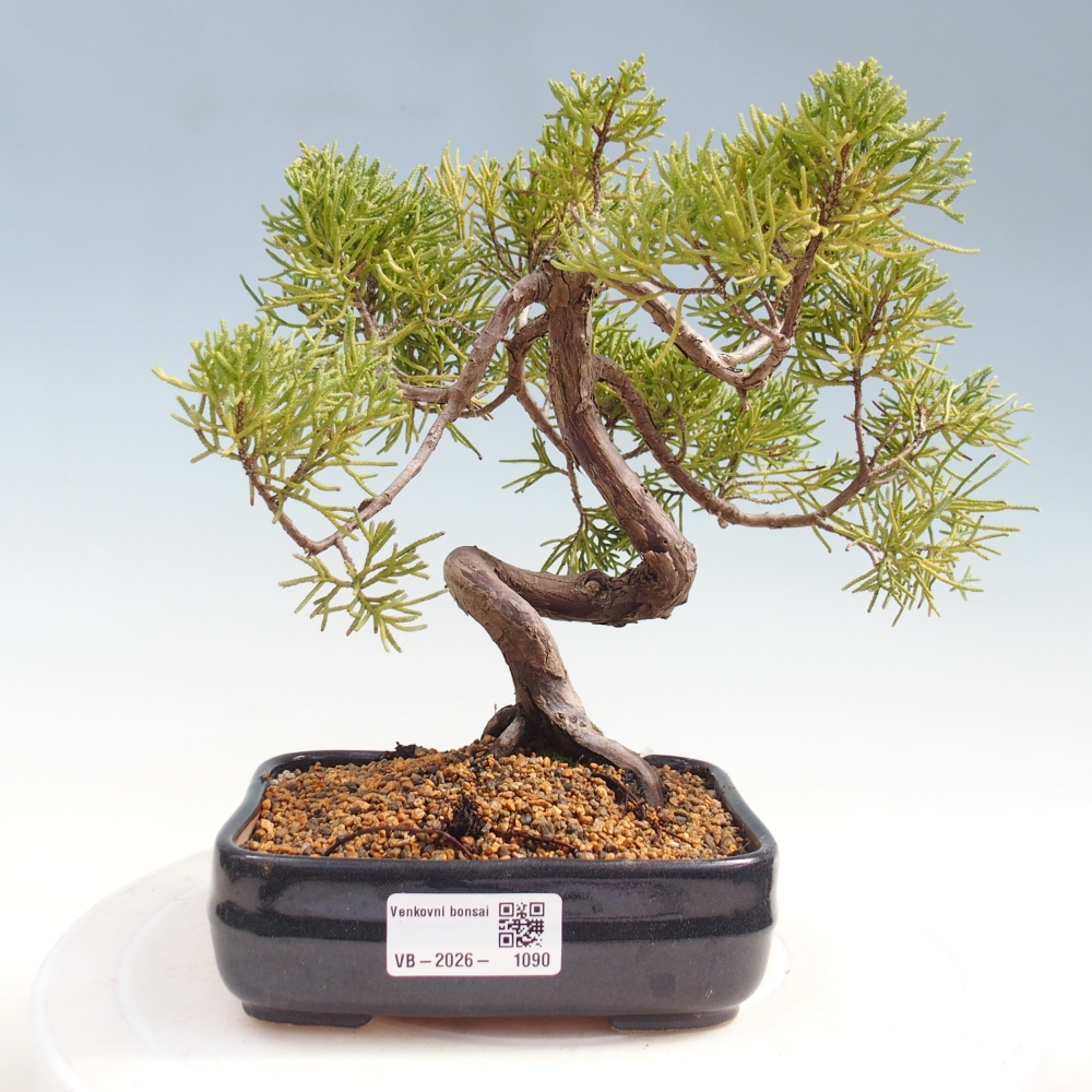 Kültéri bonsai - Juniperus chinensis Kishu