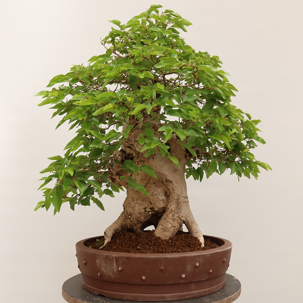 Kültéri bonsai -Carpinus Coreana - Koreai gyertyánfa