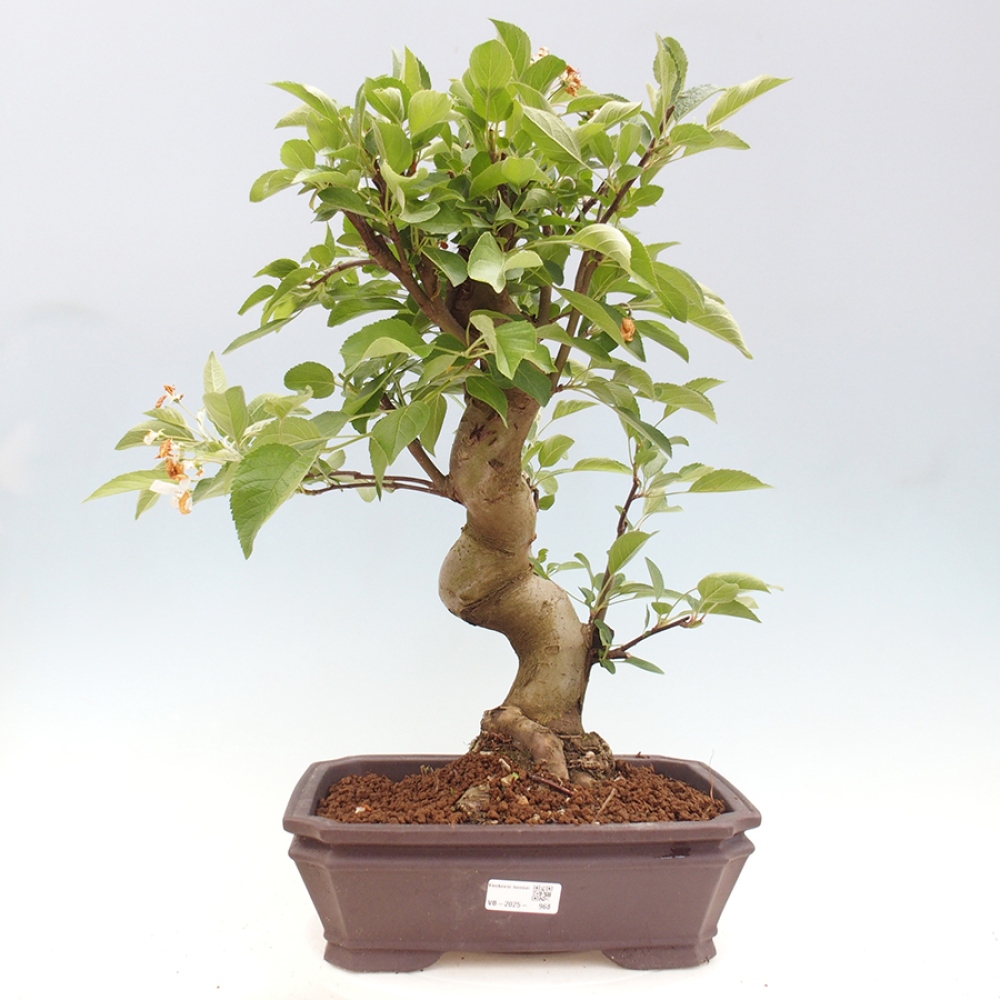 Kültéri bonsai -Malus halliana - Kis gyümölcsű almafa