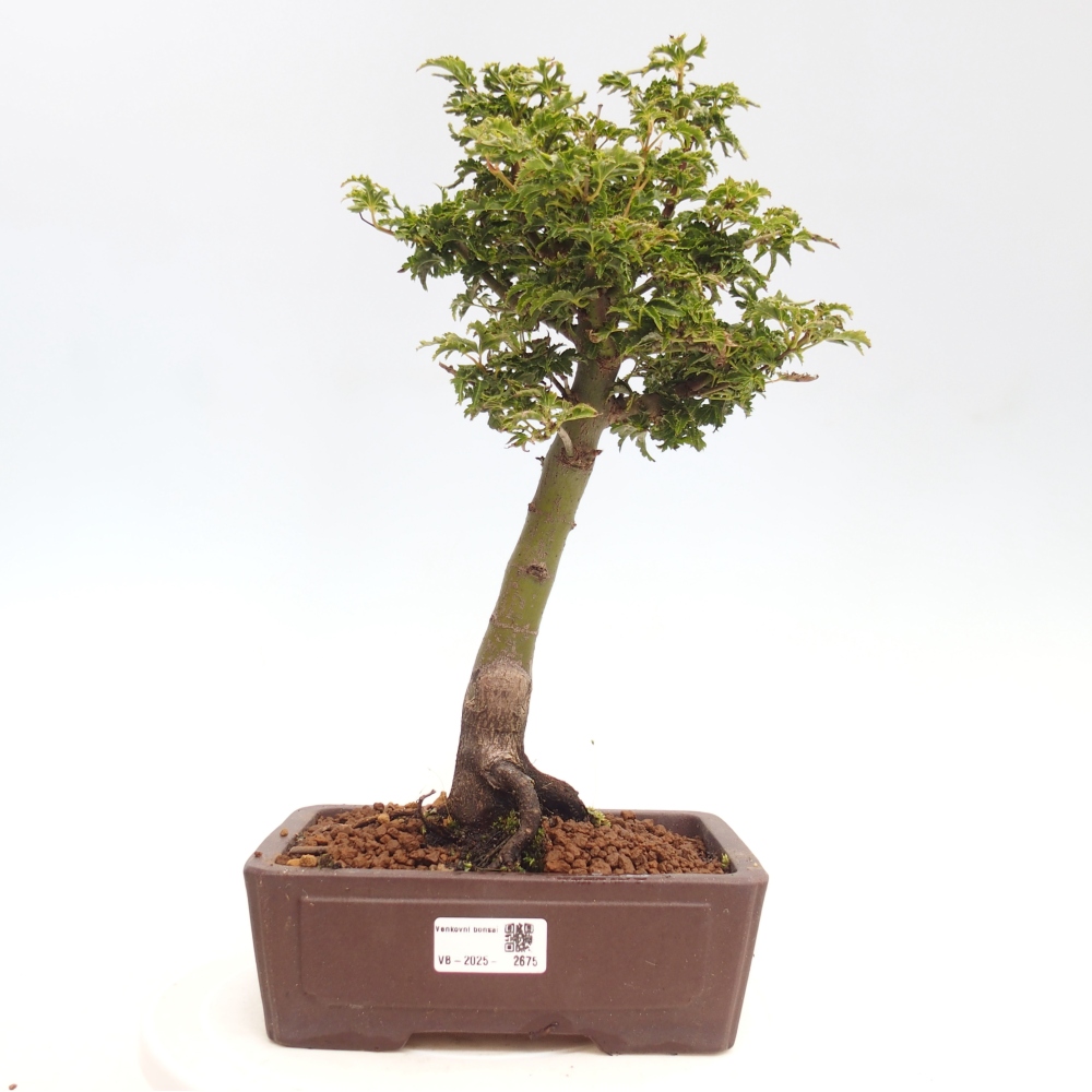 Kültéri bonsai -Javor pálma Acer palmatum Shishigashira
