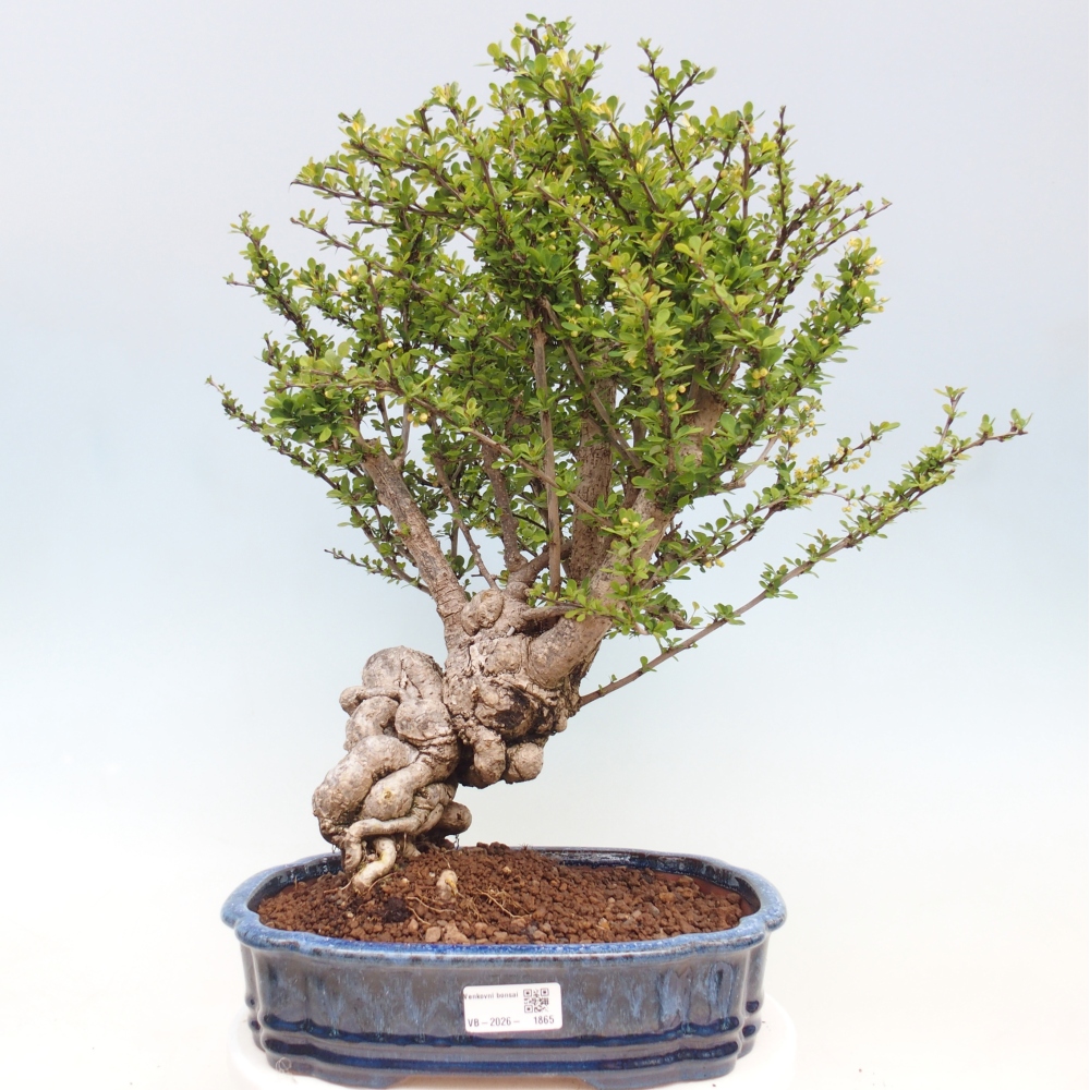 Kültéri bonsai - Berberis coreana