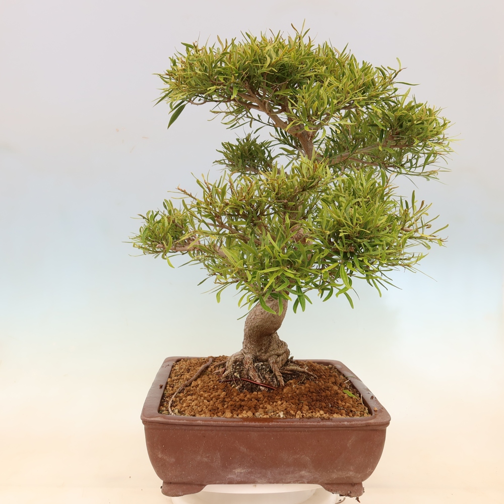 Szobai bonsai - Ficus nerifolia - kislevelű fikusz