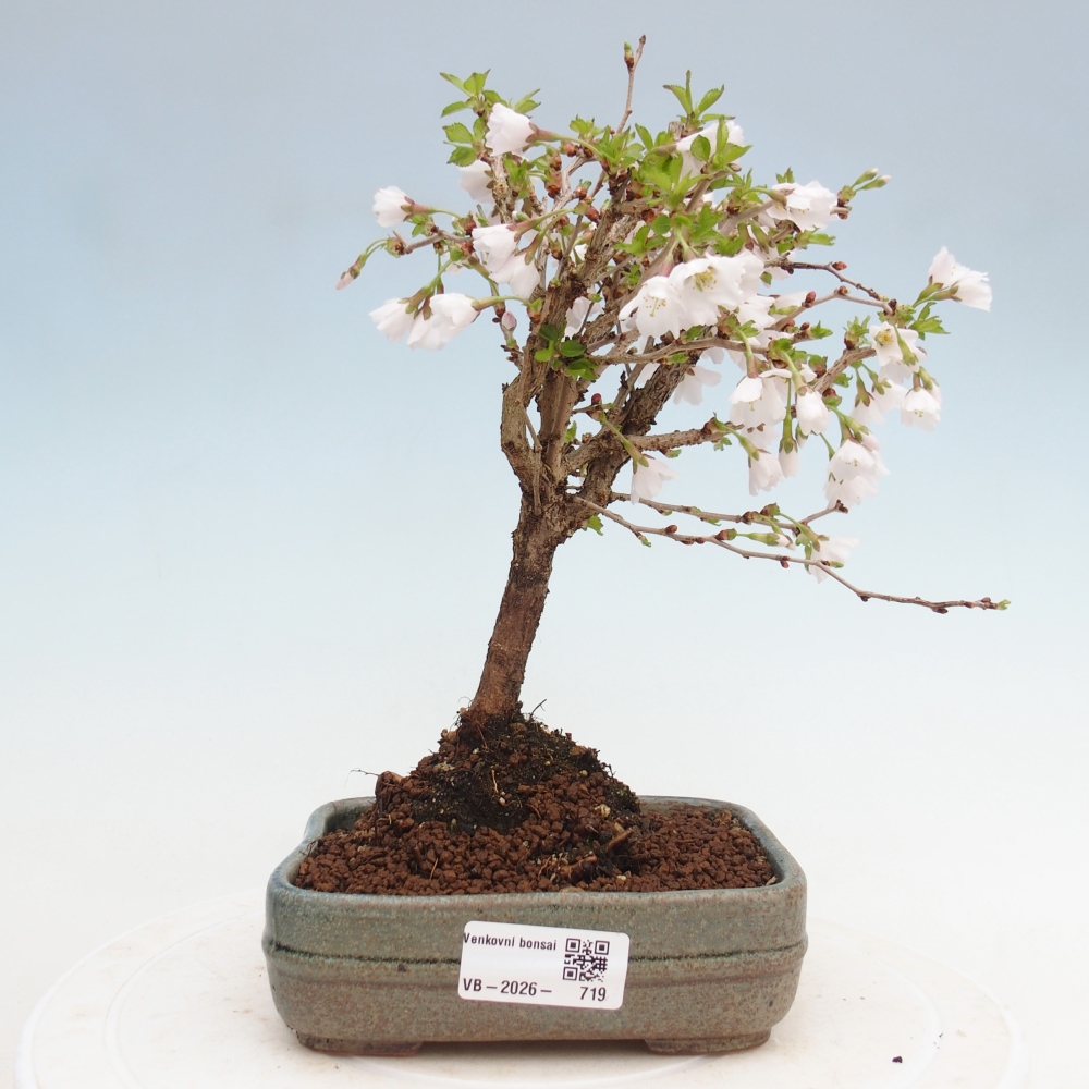 Kültéri bonsai - Prunus incisa Kojou-no mai-Plivon kivágva