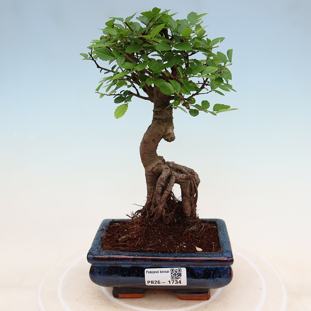 Szobai bonsai - Ulmus parvifolia - Kislevelű szilfa