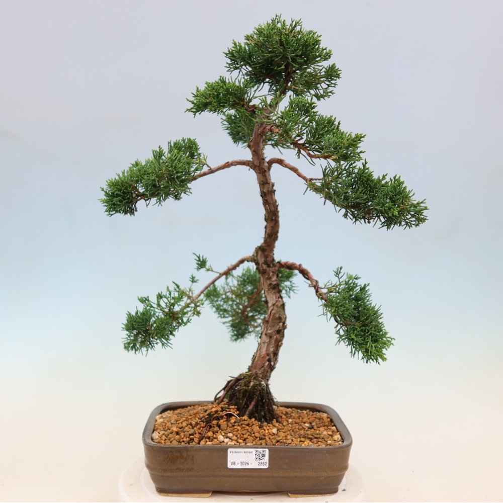 Kültéri bonsai - Juniperus chinensis Kishu