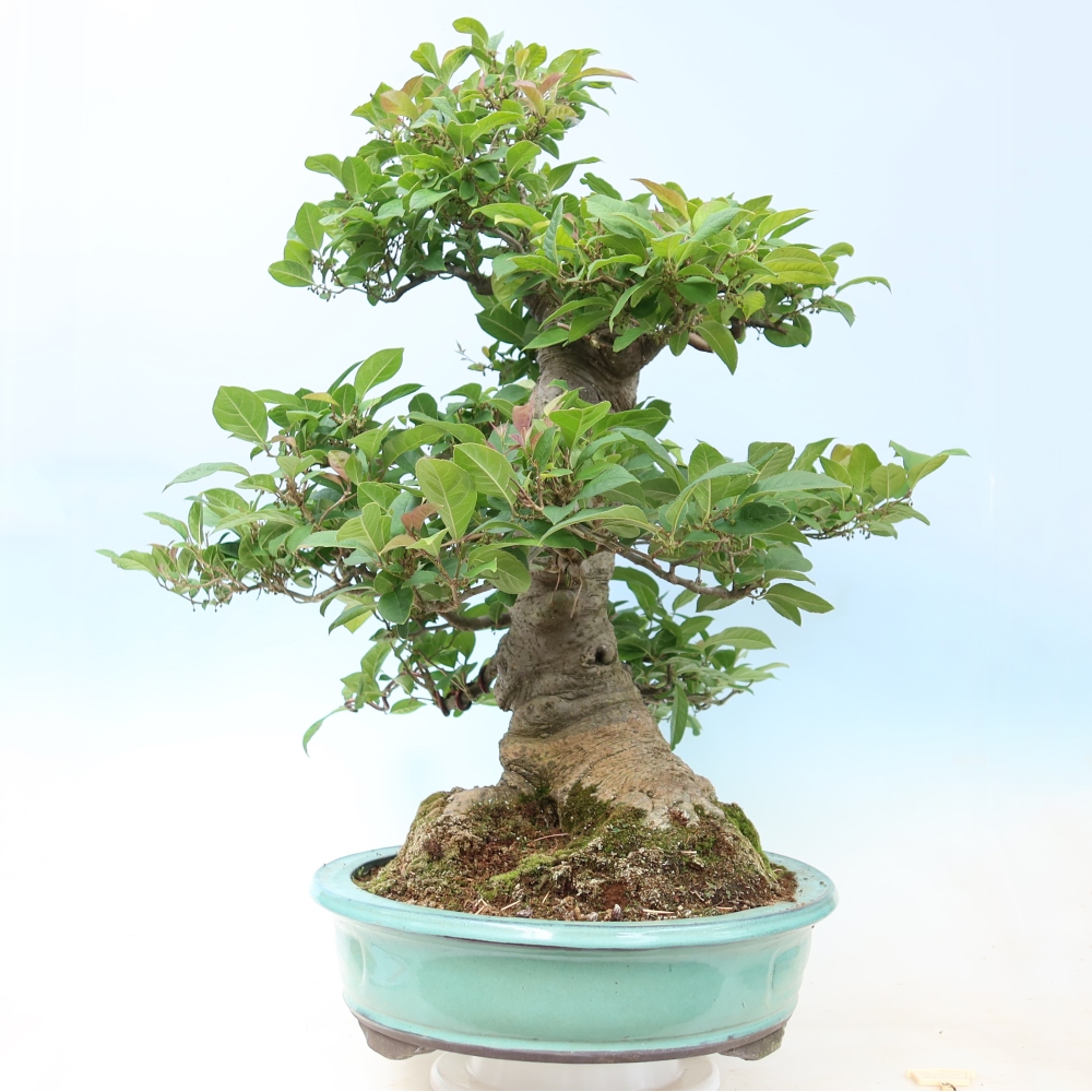 Kültéri bonsai – Ilex serrata – fogazott magyal
