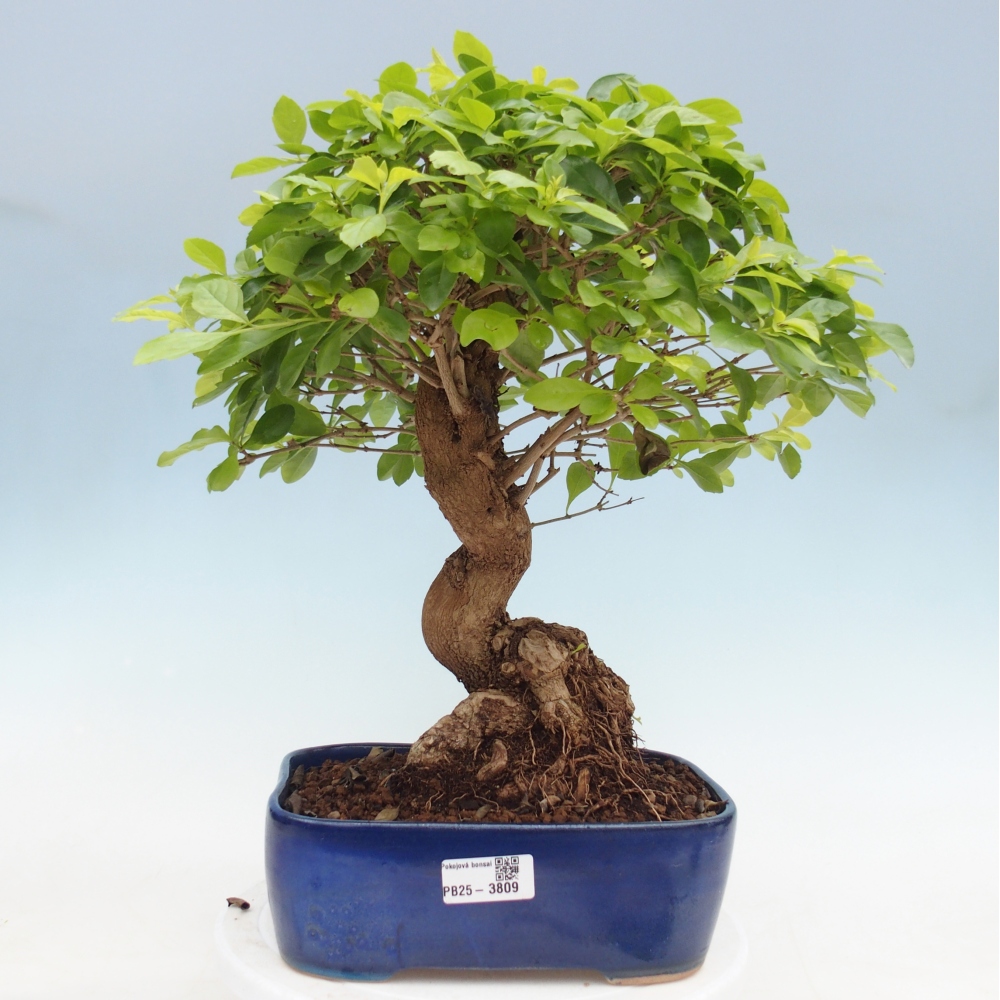 Szobai bonsai - Duranta erecta Aurea