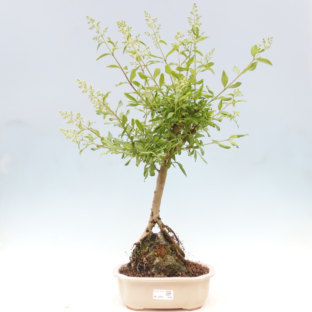 Kültéri bonsai - Ligustrum - Madárcsőr