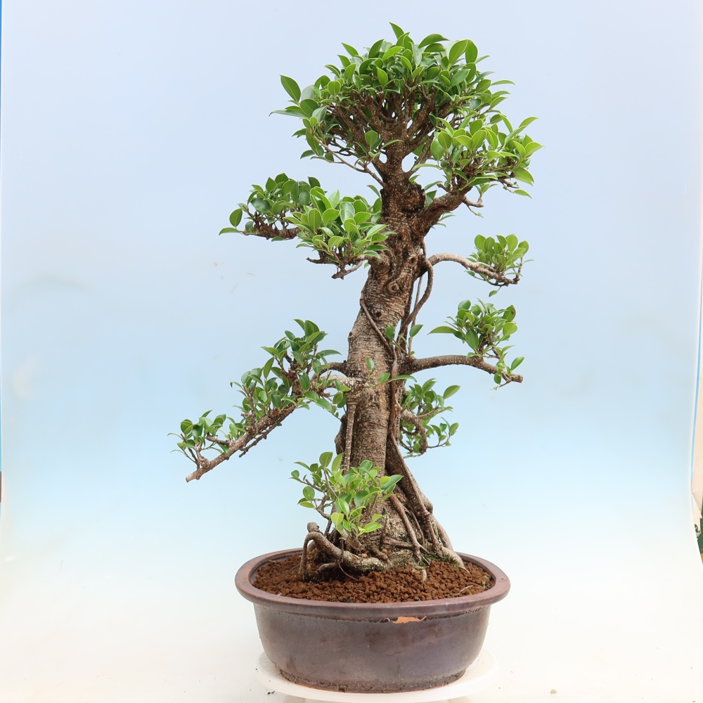 Szobai bonsai - Ficus kimmen - kislevelű fikusz
