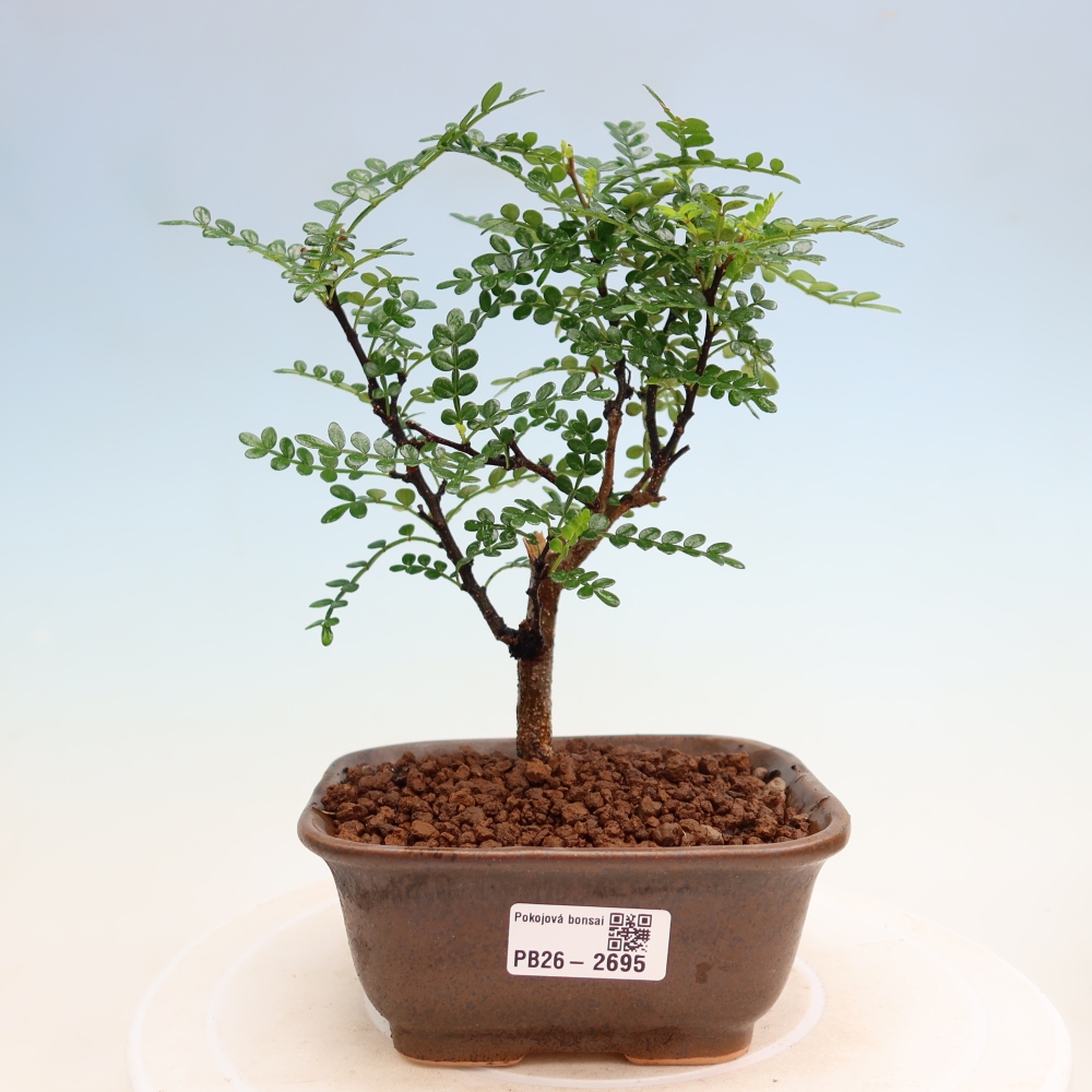Szobai bonsai - Zantoxylum piperitum - borsfa