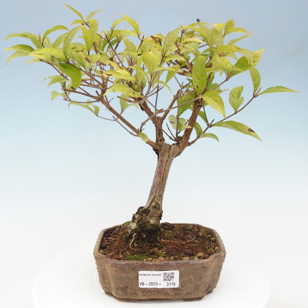 Kültéri bonsai - Callicarpa japonica