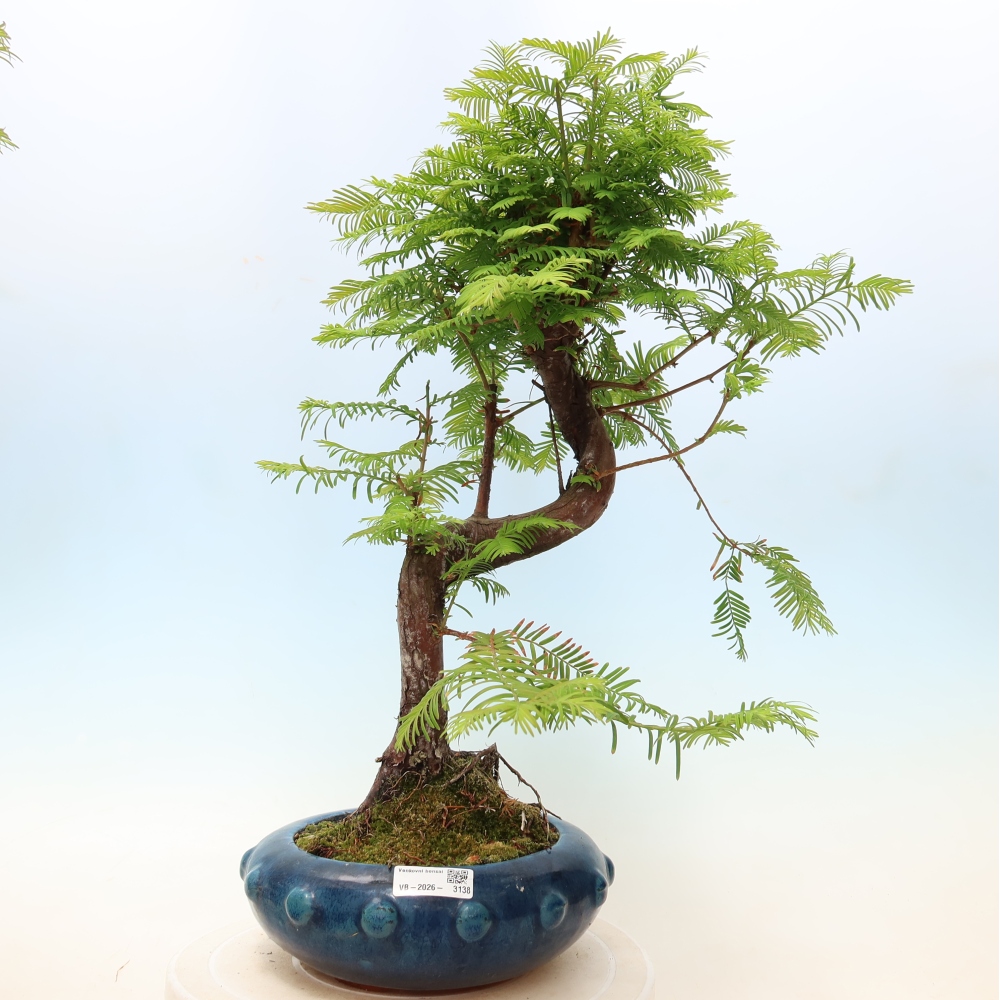 Kültéri bonsai - Metasequoia glyptostroboides - Kínai metasequoia
