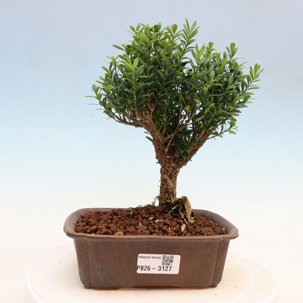Szobai bonsai - Buxus harlandii - parafa buxus