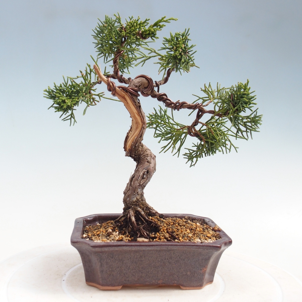 Kültéri bonsai - Juniperus chinensis Kishu