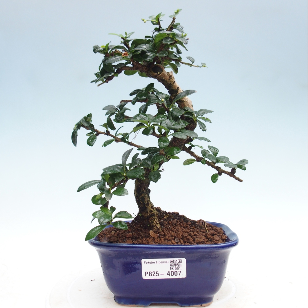 Szobai bonsai - Carmona macrophylla - Tea fuki
