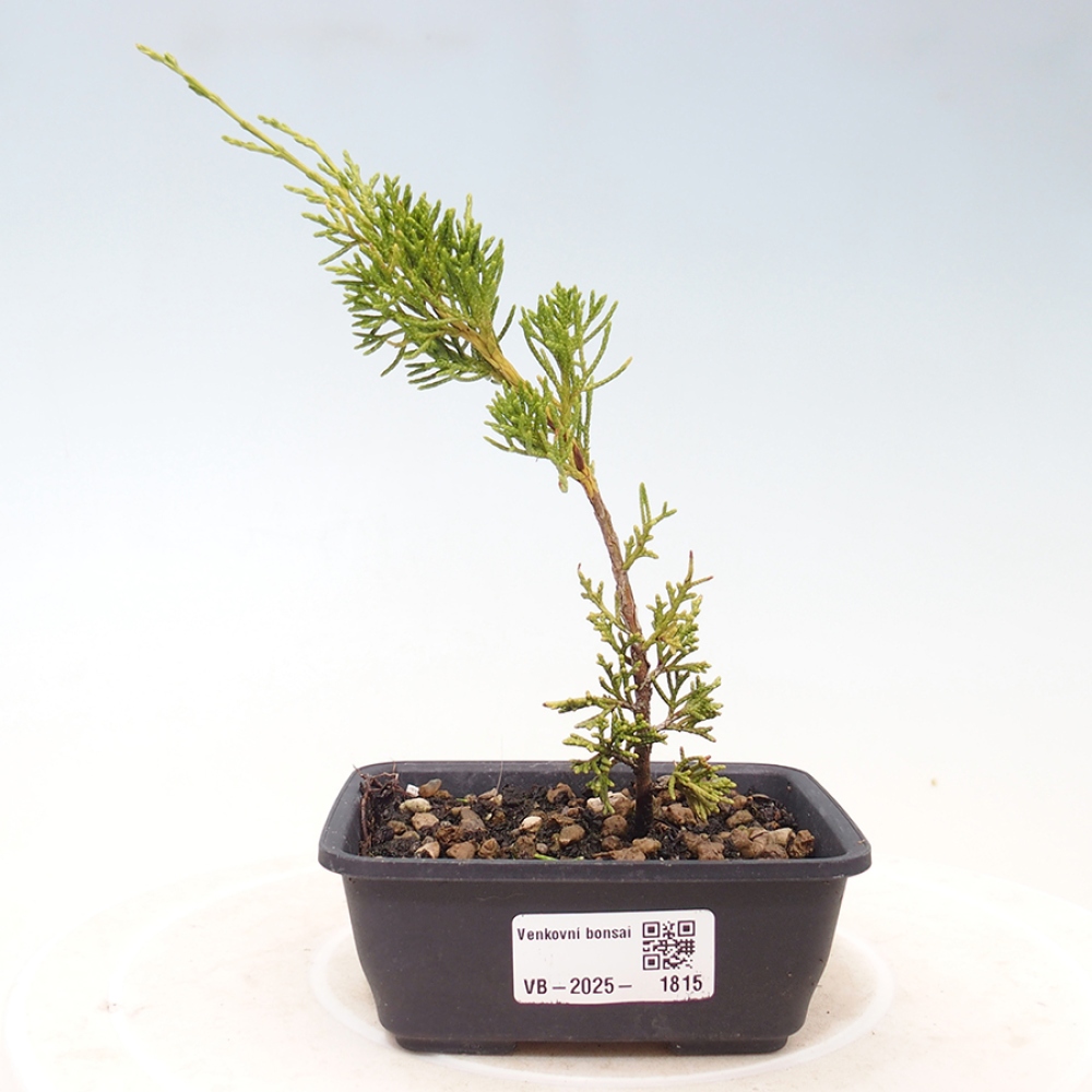 Kültéri bonsai - Juniperus chinensis Itoigawa