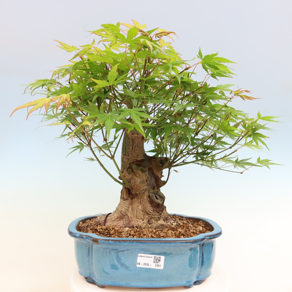 Kültéri bonsai - Juhar Burger - Acer Burgerianum