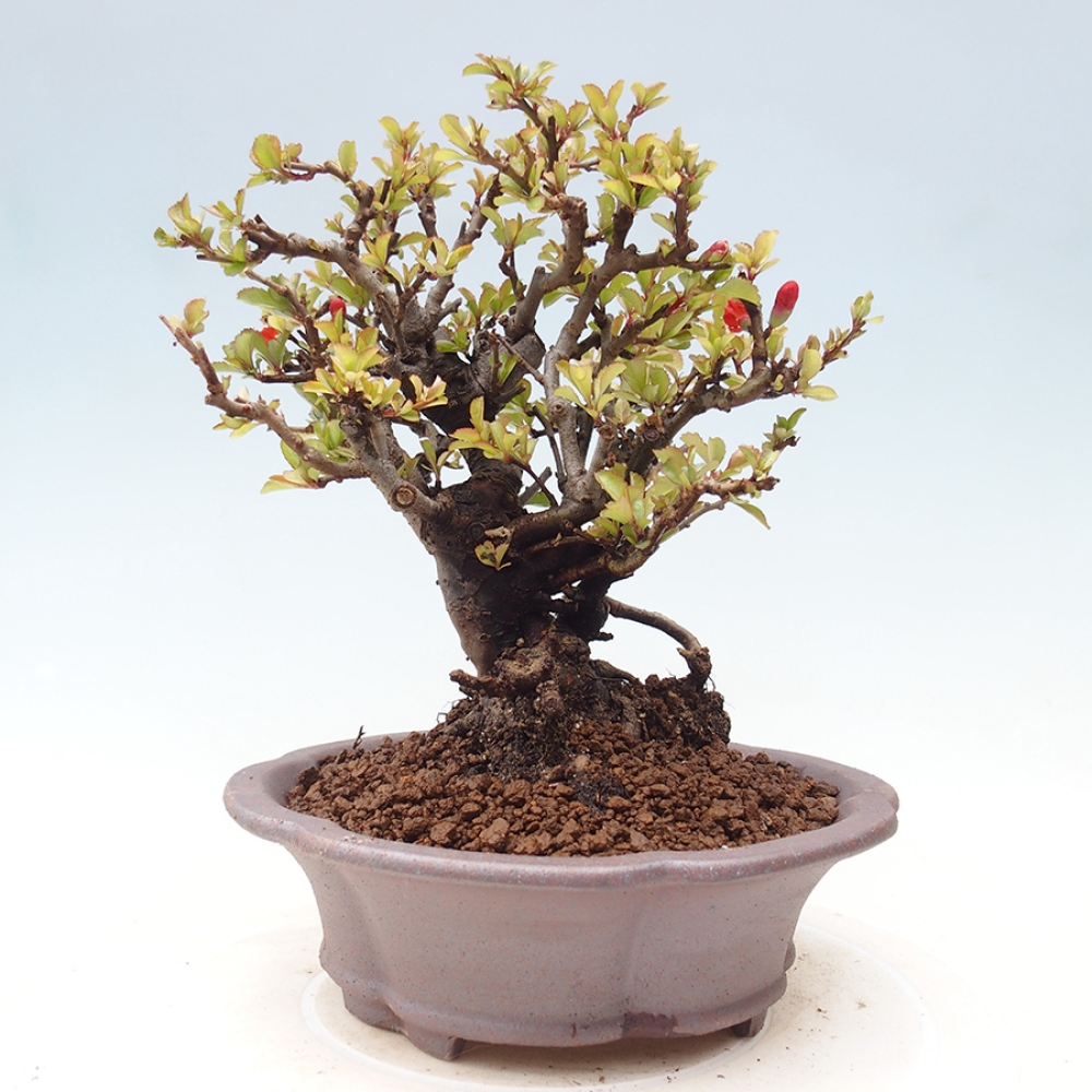 Kültéri bonsai - Chaneomeles speciosa - birs