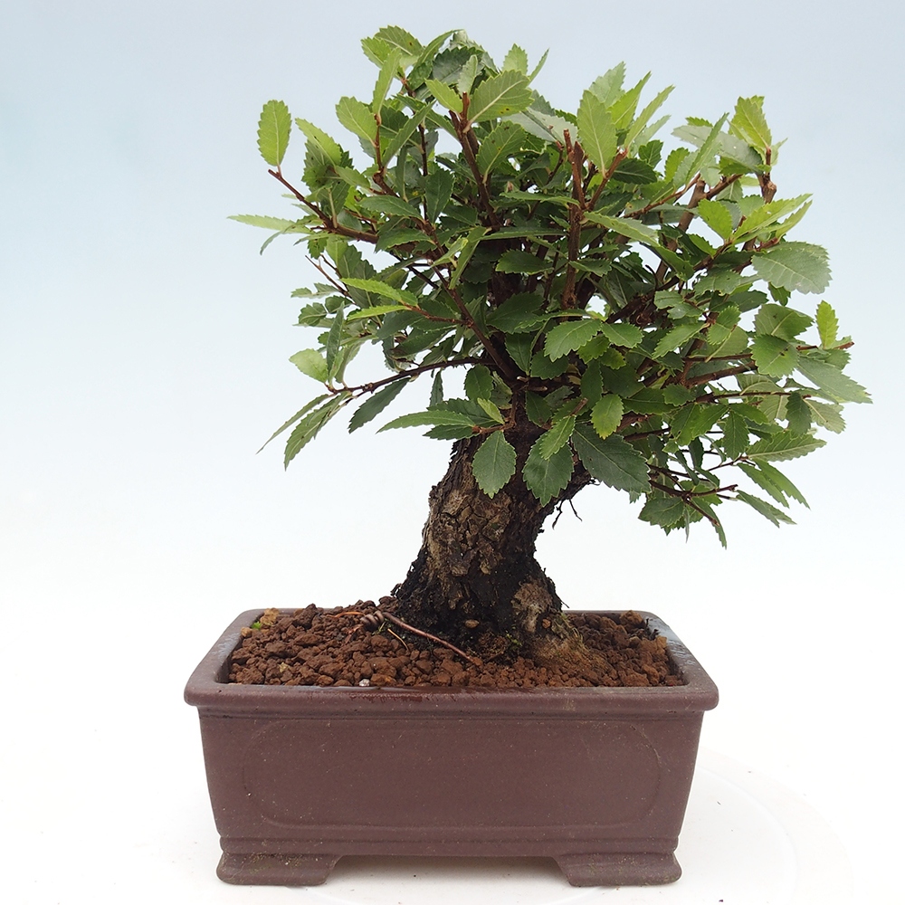 Kültéri bonsai - Zelkova - Zelkova NIRE