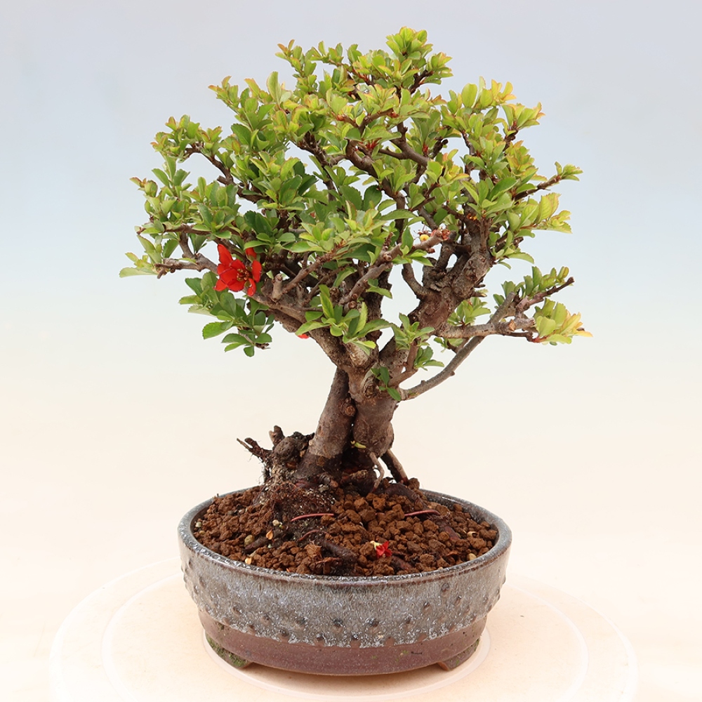 Kültéri bonsai - Chaneomeles speciosa Chojubai