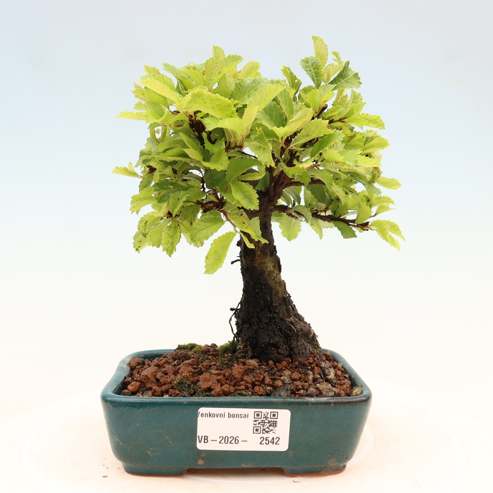 Kültéri bonsai - Zelkova - Zelkova NIRE