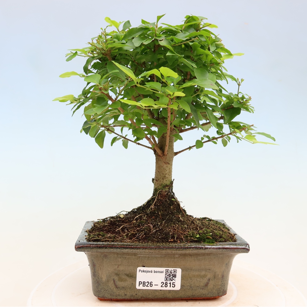 Szobai bonsai -Ligustrum chinensis - Madárcsőr