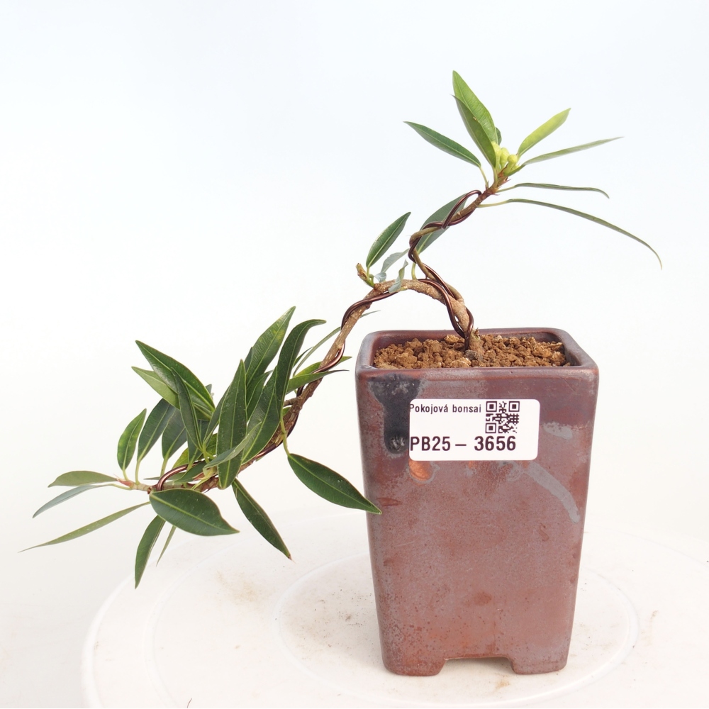 Szobai bonsai - Ficus nerifolia - kislevelű fikusz