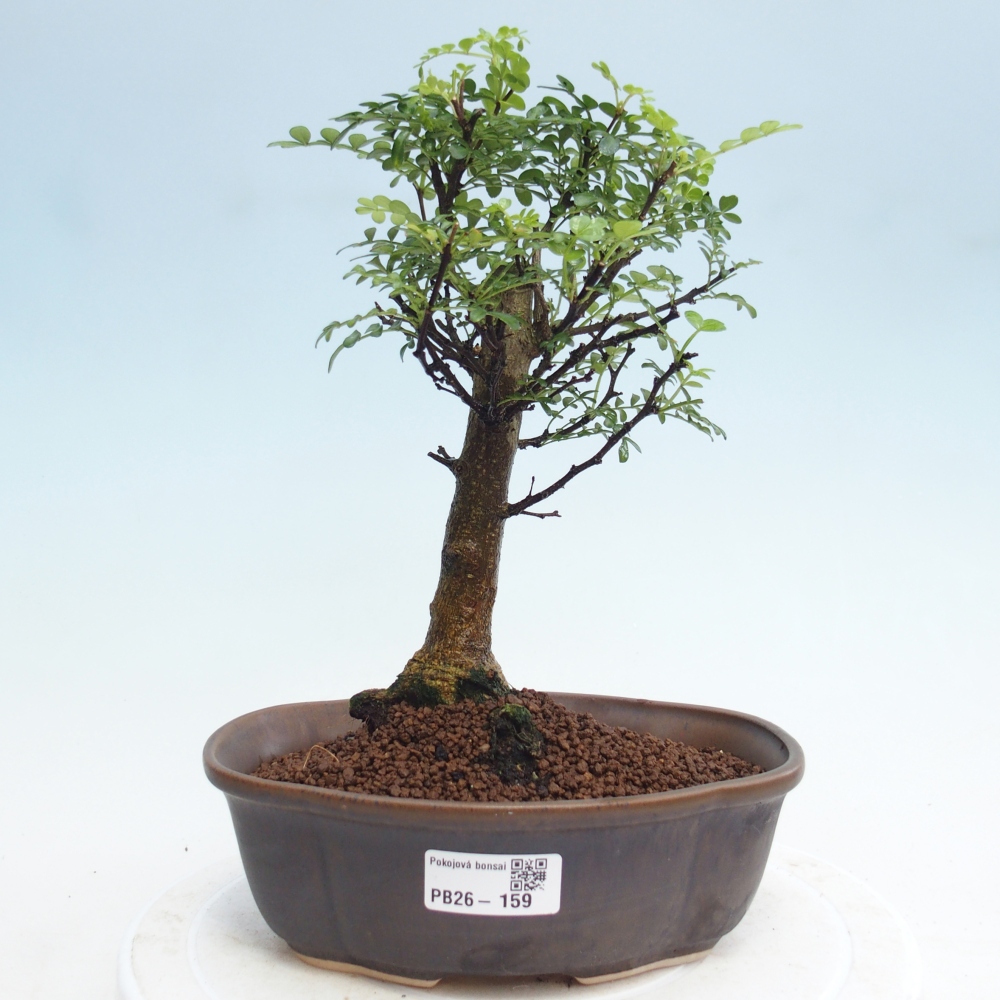 Szobai bonsai - Zantoxylum piperitum - borsfa