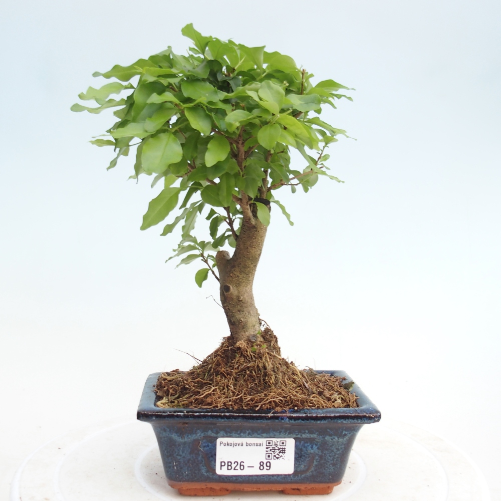 Szobai bonsai -Ligustrum chinensis - Madárcsőr