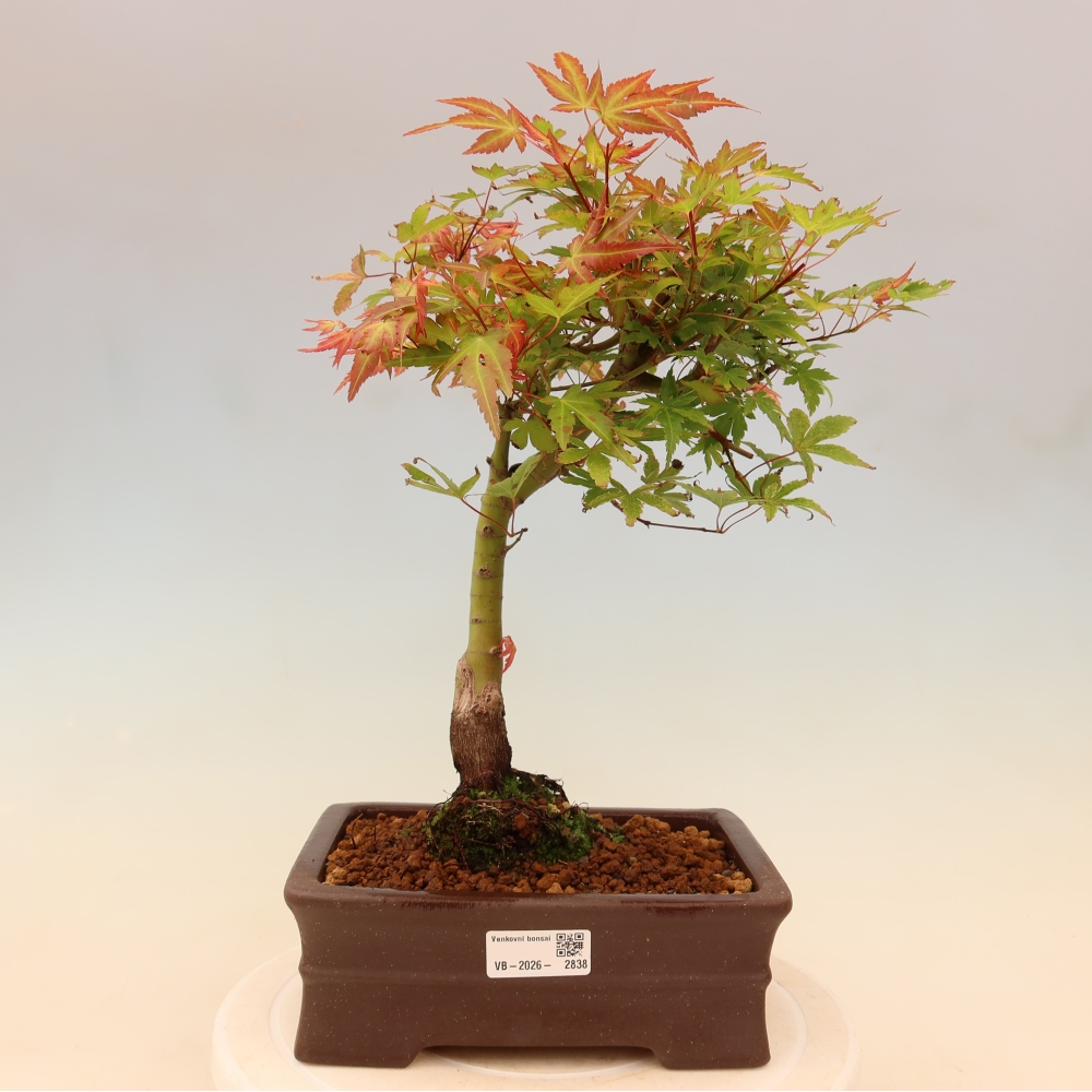 Juhar - Acer palmatum Beni Tsukasa