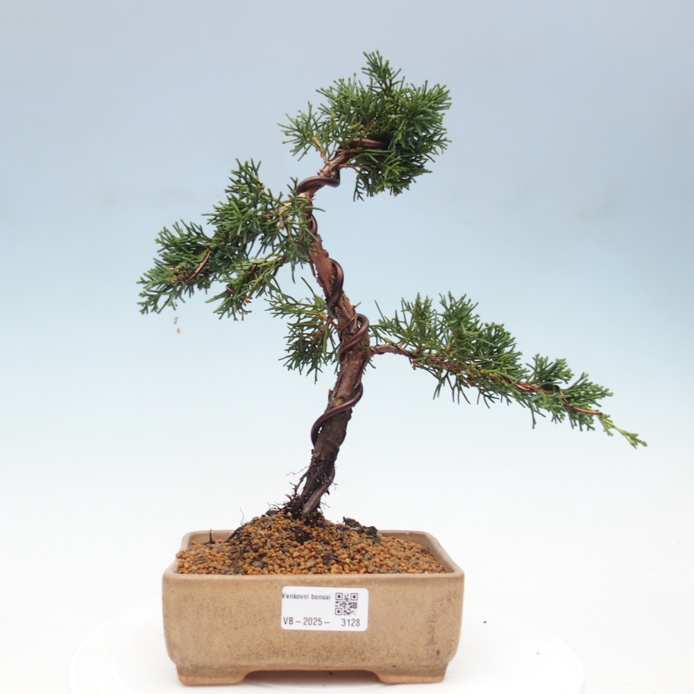 Kültéri bonsai - Juniperus chinensis Kishu