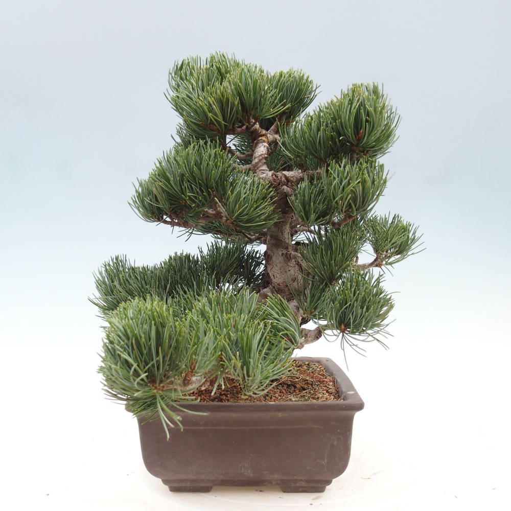 Kültéri bonsai - Pinus parviflora - Pinus parviflora