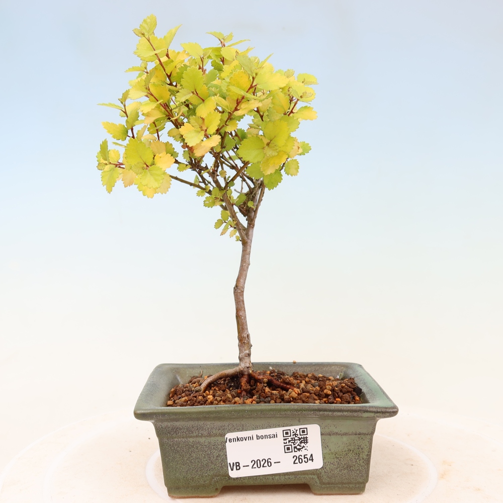 Kültéri bonsai – törpe nyír – Betula NANA Golden Treasure