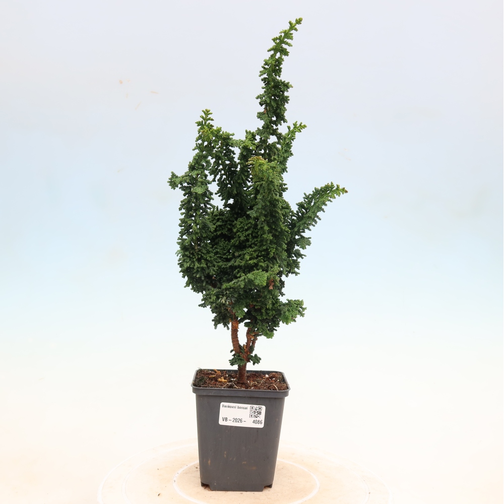 Kültéri bonsai - Cham. obtusa SEKKA HINOKI - Cifra ciprus