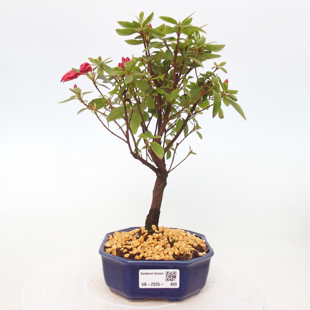 Kültéri bonsai - japán azálea - Azalea sp.