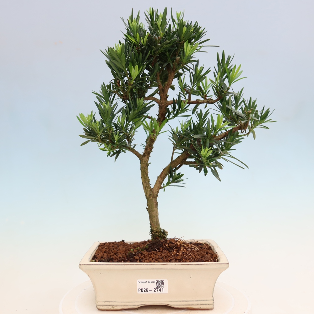 Szobai bonsai - Podocarpus - Kőtiszafa