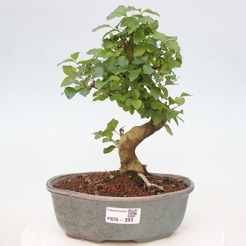 Szobai bonsai -Ligustrum chinensis - Madárcsőr