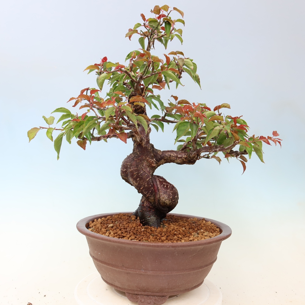 Kültéri bonsai – Japán barack – Prunus Mume