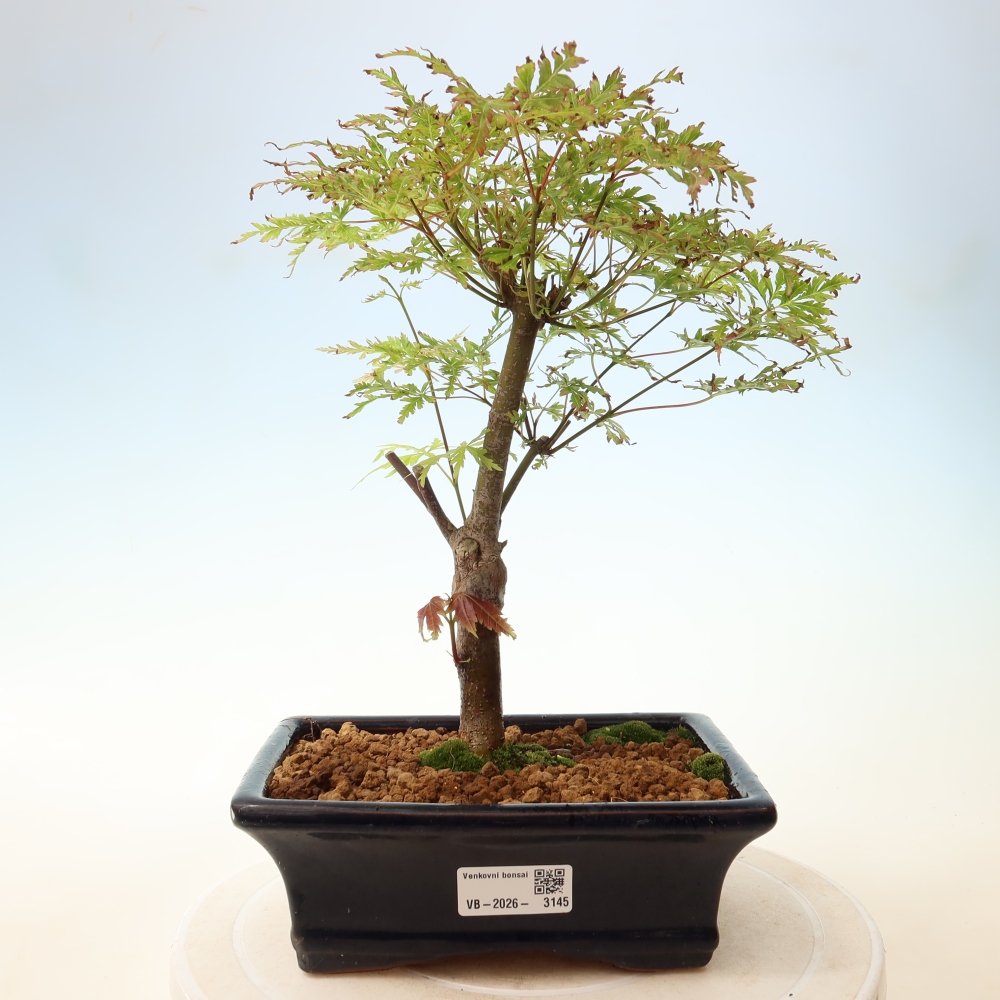 Kültéri bonsai - Acer palmatum Dissectum