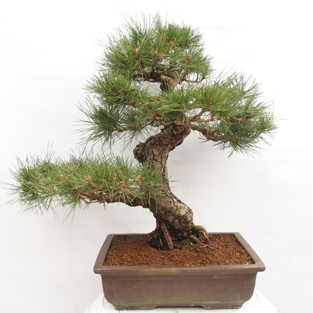 Kültéri bonsai - Pinus thunbergii - Thunberg fenyő