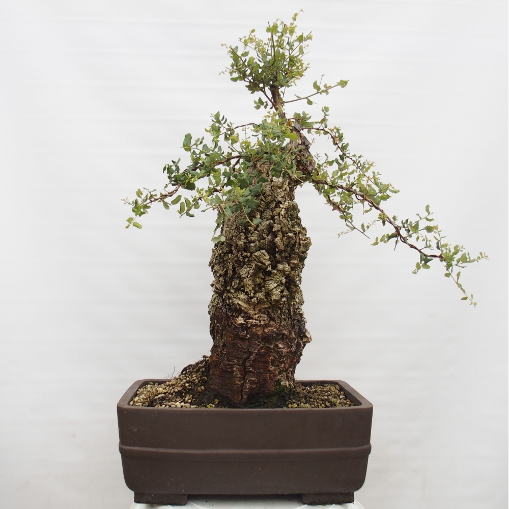 kültéri bonsai Quercus suber - parafa tölgy