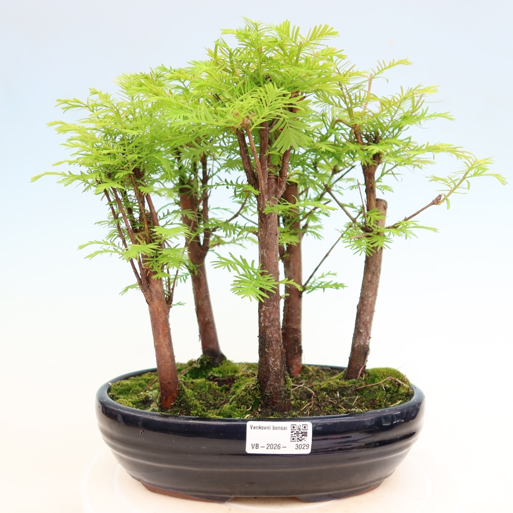 Kültéri bonsai – Metasequoia glyptostroboides – kínai metasequoia – kis erdő