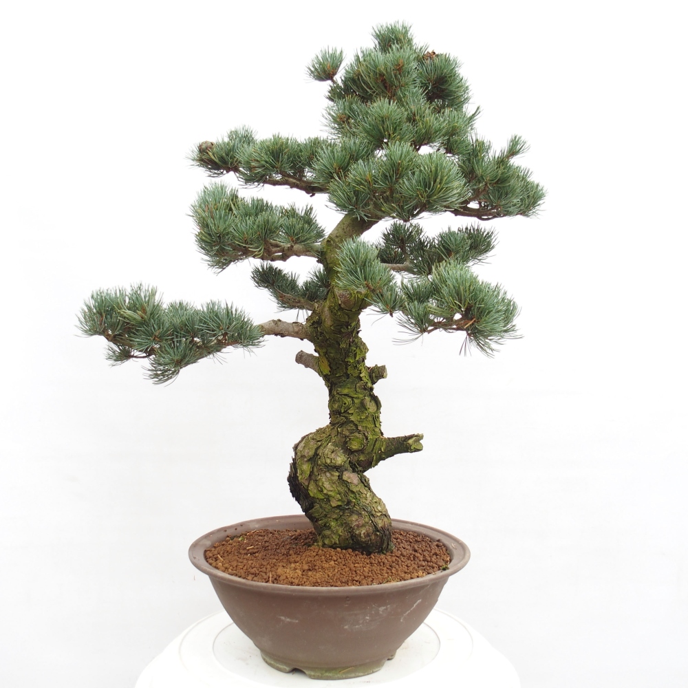 Kültéri bonsai - Pinus parviflora - Pinus parviflora