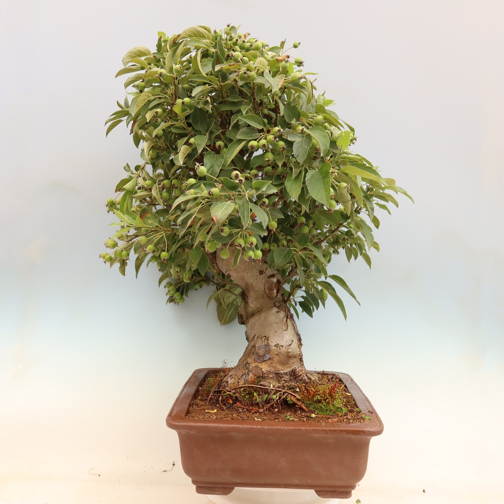 Kültéri bonsai -Malus halliana - Kis gyümölcsű almafa