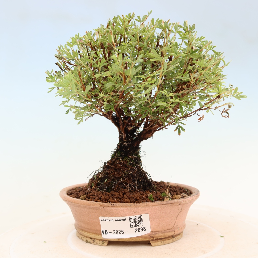 Kültéri bonsai – bokros potentilla – Potentilla fruticosa Goldkissen