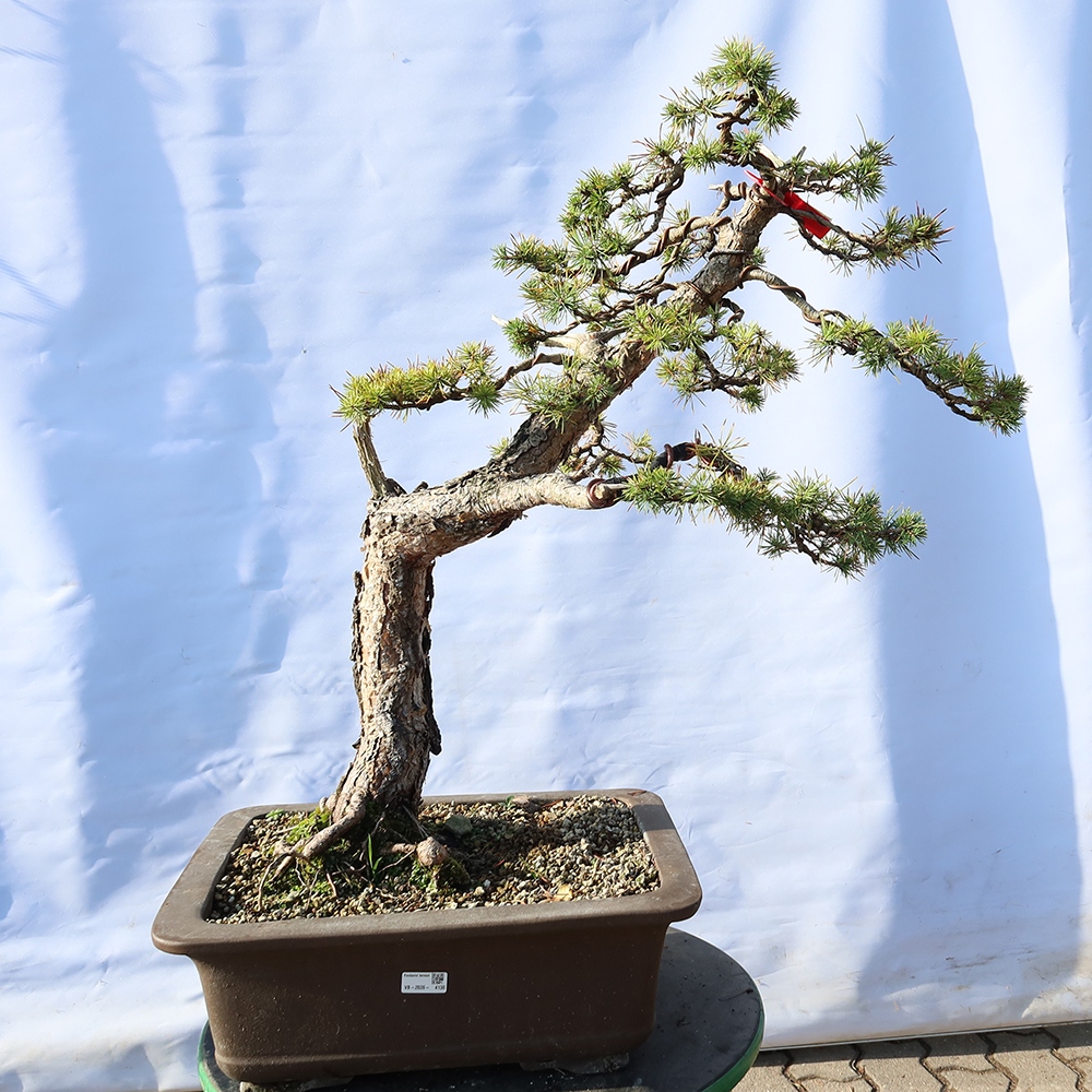 Pinus sylvestris Spanyolország – erdei fenyő